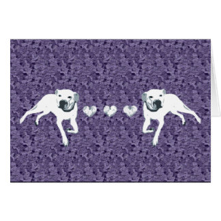 White American Pit Bull met hart/paars