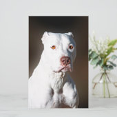 White American Pitbull Terrier Rescue Dog Briefpapier (Staand voorkant)