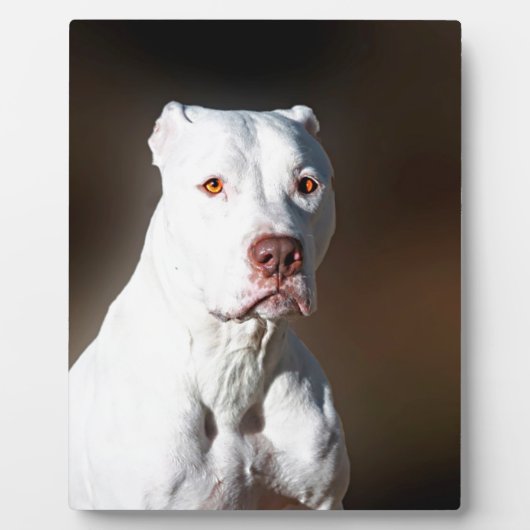 White American Pitbull Terrier Rescue Dog Fotoplaat (Voorkant)