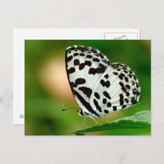 White and Black Spotted Pierrot Butterfly Briefkaart (Voorkant / Achterkant)
