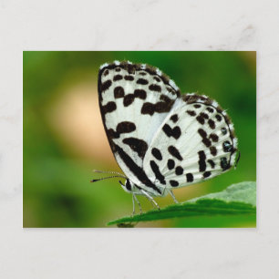 White and Black Spotted Pierrot Butterfly Briefkaart