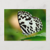 White and Black Spotted Pierrot Butterfly Briefkaart (Voorkant)