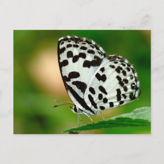 White and Black Spotted Pierrot Butterfly Briefkaart (Voorkant)