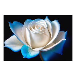 White and Blue Rose Foto Afdruk