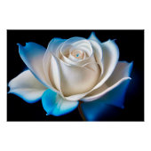 White and Blue Rose Perfect Poster (Voorkant)