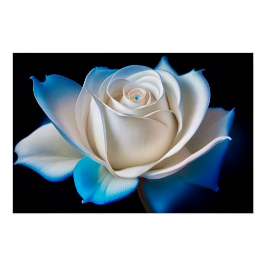 White and Blue Rose Perfect Poster (Voorkant)