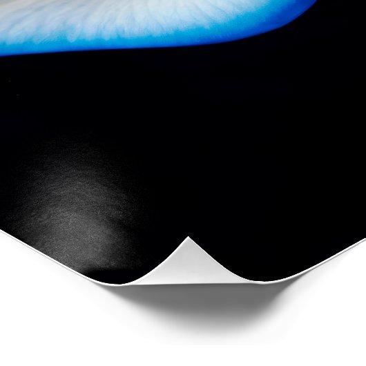 White and Blue Rose Perfect Poster (Hoek)