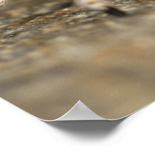 White and Orange Jumping Spider Poster (Hoek)