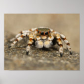 White and Orange Jumping Spider Poster (Voorkant)