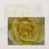 White and Yellow Rose Postcard Briefkaart (Voorkant / Achterkant)
