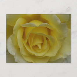 White and Yellow Rose Postcard Briefkaart