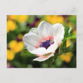 White Anemone Briefkaart (Voorkant)