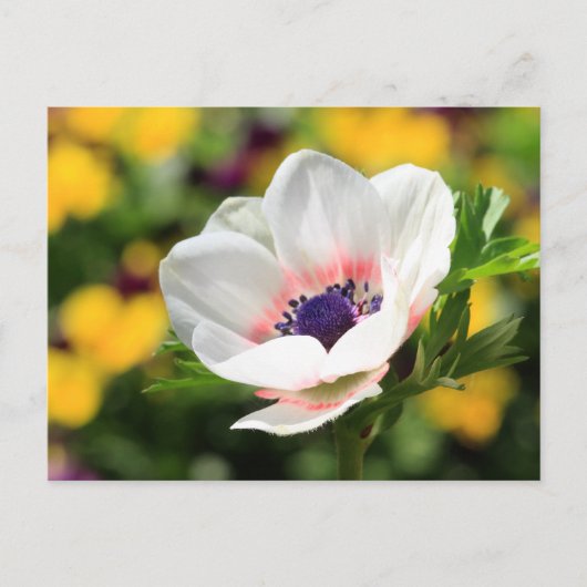White Anemone Briefkaart (Voorkant)