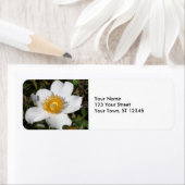 White Anemone Etiket (Insitu)