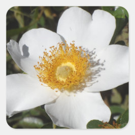 White Anemone Vierkante Sticker