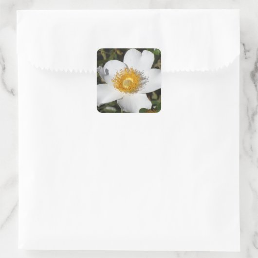 White Anemone Vierkante Sticker (Tas)
