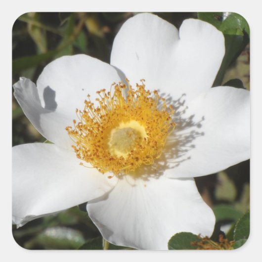 White Anemone Vierkante Sticker (Voorkant)