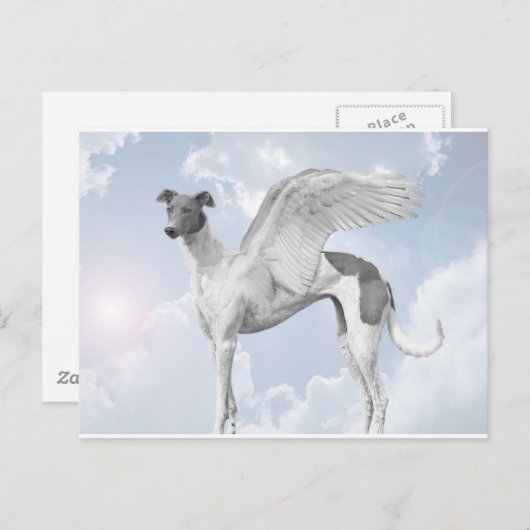 White Angel Greyhound Briefkaart (Voorkant / Achterkant)