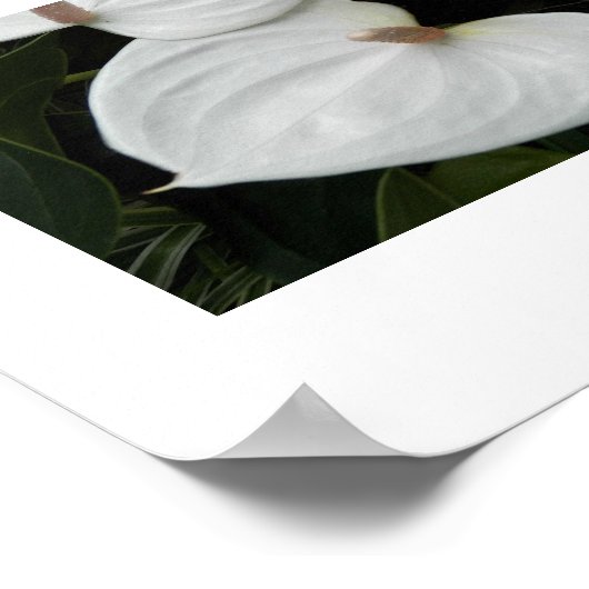 White Anthurium Blooms Photographic Poster (Hoek)