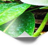 White Anthurium Flower Puerto Vallarta Foto Afdruk (Hoek)