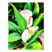 White Anthurium Flower Puerto Vallarta Foto Afdruk (Voorkant)