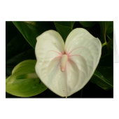 White Anthurium Hawaii (Voorkant Horizontaal)