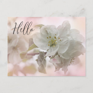 White Apple Blossom Photography Hallo Briefkaart