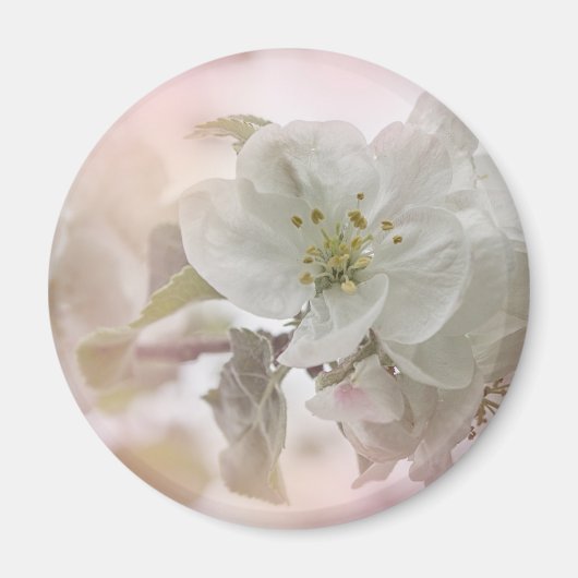 White Apple Blossom Photography Magneet (Voorkant)