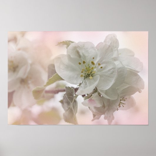 White Apple Blossom Photography Poster (Voorkant)
