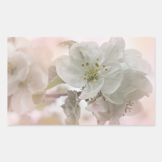 White Apple Blossom Photography Rechthoekige Sticker (Voorkant)