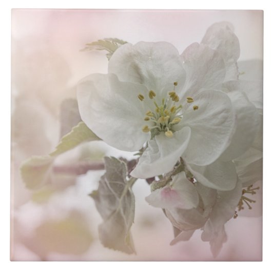 White Apple Blossom Photography Tegeltje (Voorkant)