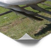 White Arab Horse Print (Hoek)