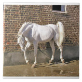 White Arabian Stallion Tegeltje (Voorkant)