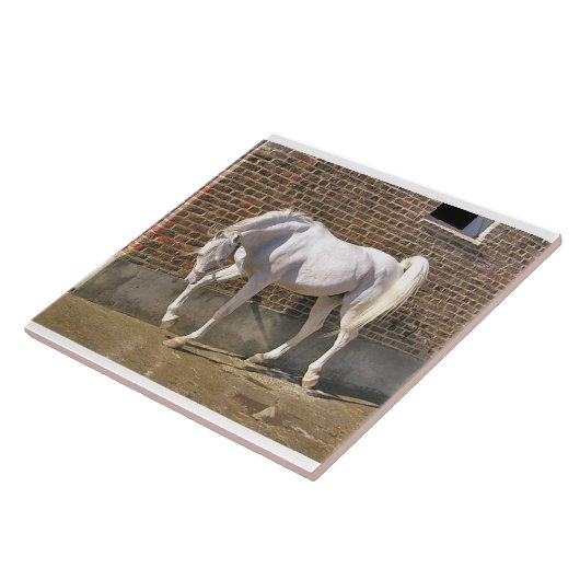 White Arabian Stallion Tegeltje (Zijkant)
