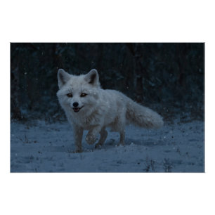 White Arctic Fox Perfect Poster