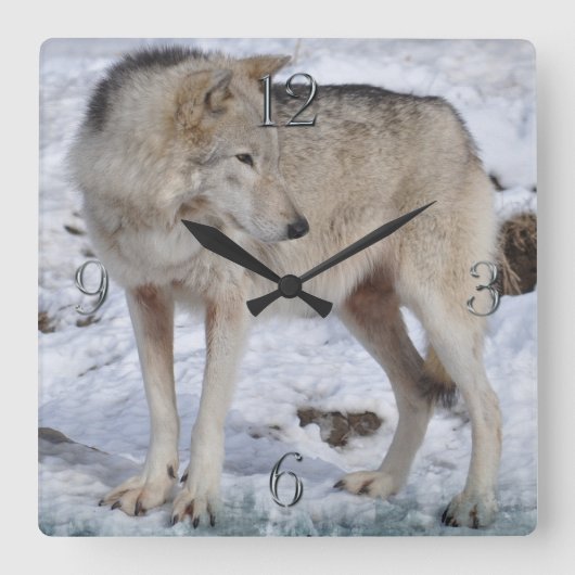White Arctic Wolf and Snow Wildlife Art Clock Vierkante Klok (Voorkant)