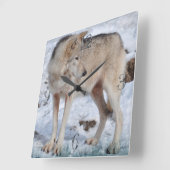 White Arctic Wolf and Snow Wildlife Art Clock Vierkante Klok (Hoek)