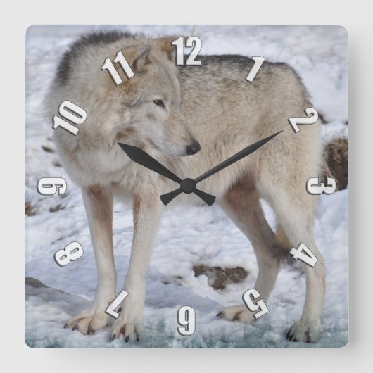 White Arctic Wolf and Snow Wildlife Art Clock Vierkante Klok (Voorkant)