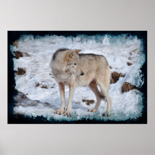 White Arctic Wolf and Winter Snow Wildlife Foto Poster