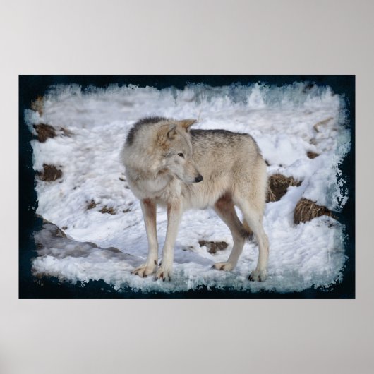 White Arctic Wolf and Winter Snow Wildlife Foto Poster (Voorkant)