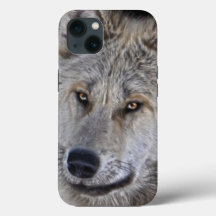 White Arctic Wolf Face Wildlife Portret