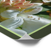 White Azalea flower bloesem and Bud Abstract Poster (Hoek)