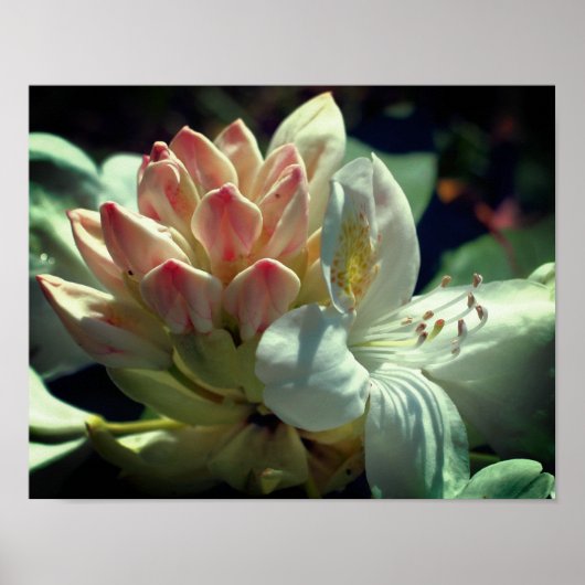 White azalea flower bloesem and bud poster (Voorkant)