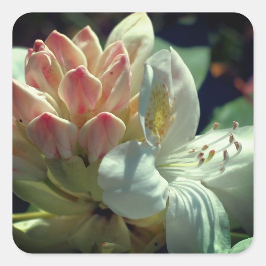 White Azalea Flower Vierkante Sticker (Voorkant)