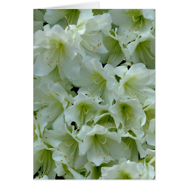 White Azalea Patch Flower (Voorkant)