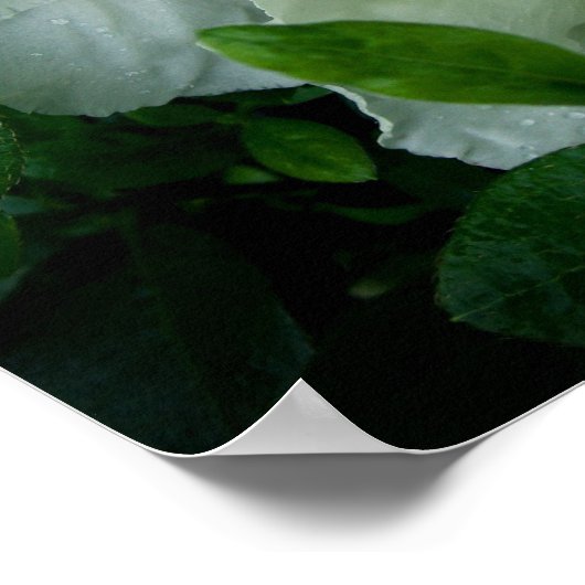 White Azalea Poster (Hoek)