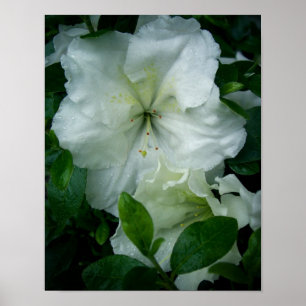 White Azalea Poster