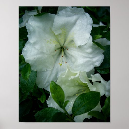White Azalea Poster (Voorkant)