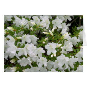 White Azalea Struik Flowers in Bloom All Occasion