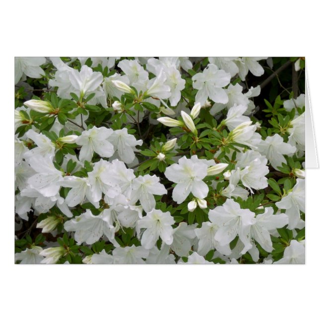 White Azalea Struik Flowers in Bloom All Occasion (Voorkant Horizontaal)